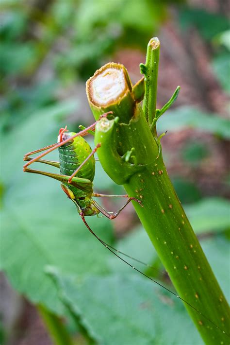 A B Sterreich Natur Tiere Peter Schrack Flickr