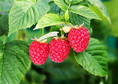 raspberries home   harvest