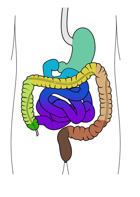 Datei Magen Und Darm Svg Bn Wiki Neue Medizin Wiki