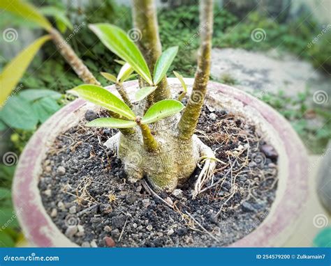 Adenium Obesum Flower Stems in Pots with Newly Growing Green Leaves. Stock Photo - Image of ...