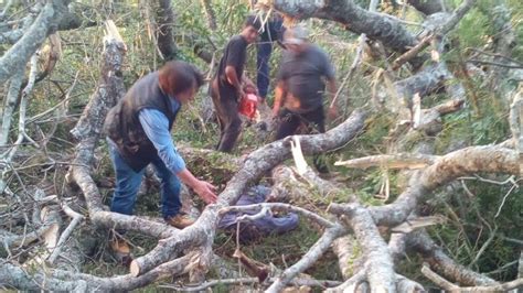 Hombre Muere Aplastado Por Un árbol Última Hora Noticias De