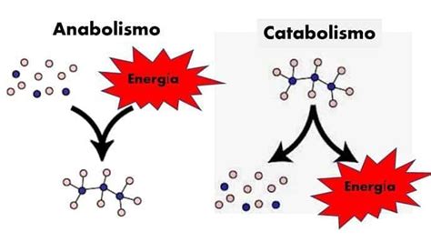 Diferença Entre Catabolismo E Anabolismo