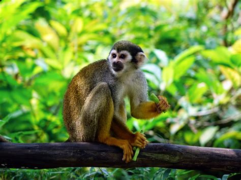 squirrel monkey monkey climb feeding zoo nature  hd wallpaper