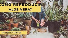 C Mo Enraizar El Aloe Vera En Agua Pasos Sencillos Para Multiplicar