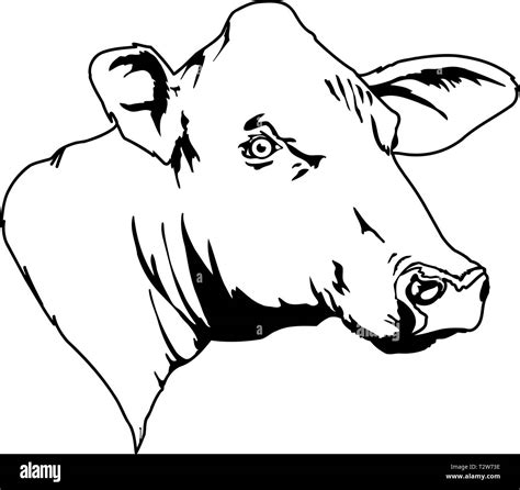 Cabeza De Vaca Ilustración Vectorial Imagen Vector De Stock Alamy