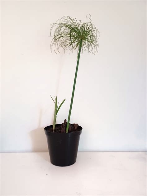 Cyperus Papyrus Pond And Garden Plants