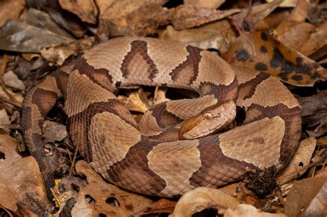 Copperhead South Carolina Partners In Amphibian And Reptile Conservation