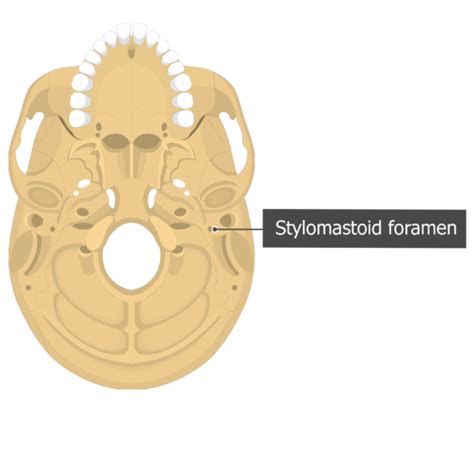 Skull Bone Markings Inferior View Part 2