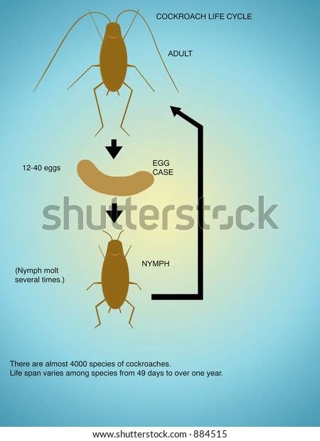 Cockroach Life Cycle Timeline Obdulia Bergstrom