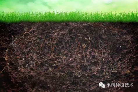 浅析土壤有机质的“七大”作用 果树种植技术 新农资360网土壤改良果树种植蔬菜种植种植示范田品牌展播农资微专栏