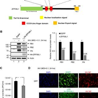 Human ZFP36L1 Inhibits Influenza A Virus IAV Infection A Schematic