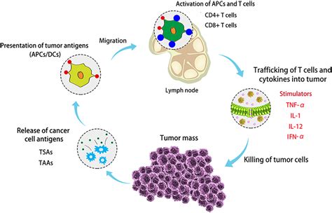 Nanotechnology In Cancer