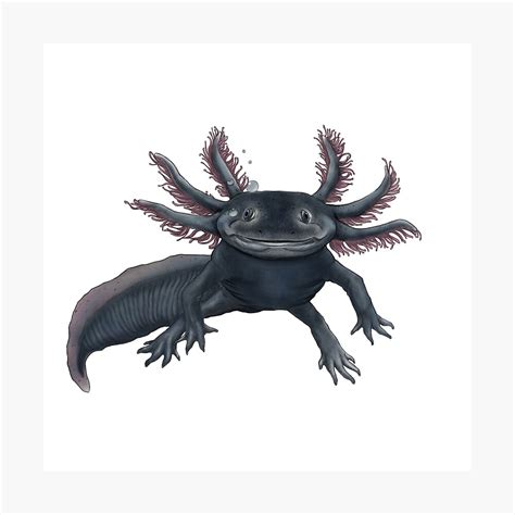 Melanoid Axolotl Axolotl Pet, Axolotl, Axolotl Cute, 42% OFF