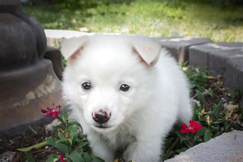 German Spitz (Mittel) Puppies For Sale | Sun Valley, CA #300007