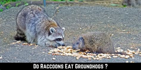 Nature's Predators: Do Raccoons Eat Groundhogs