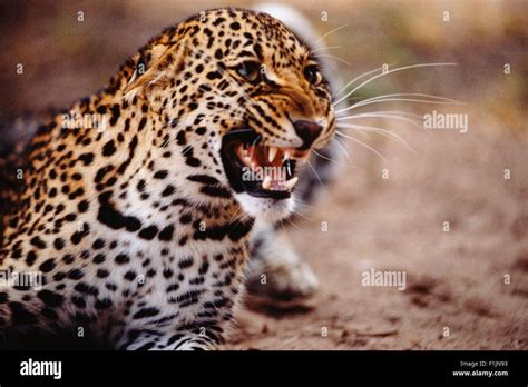 Leopard Snarling Stock Photo - Alamy