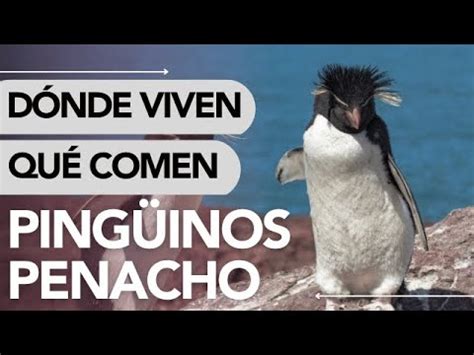 Dónde VIVEN los PINGÜINOS de PENACHO AMARILLO y QUÉ COMEN YouTube