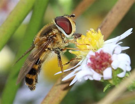 Syrphid Epistrophe Grossulariae BugGuide Net