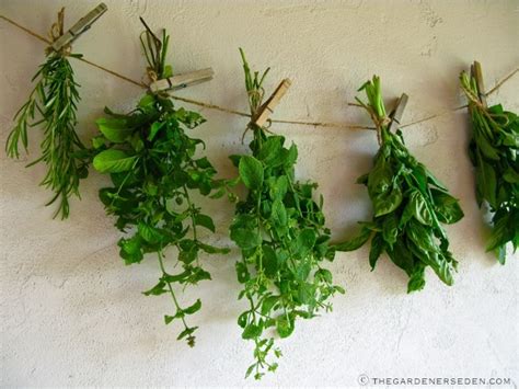 DIY: Dried Herbs - Green Mountain Girls Farm