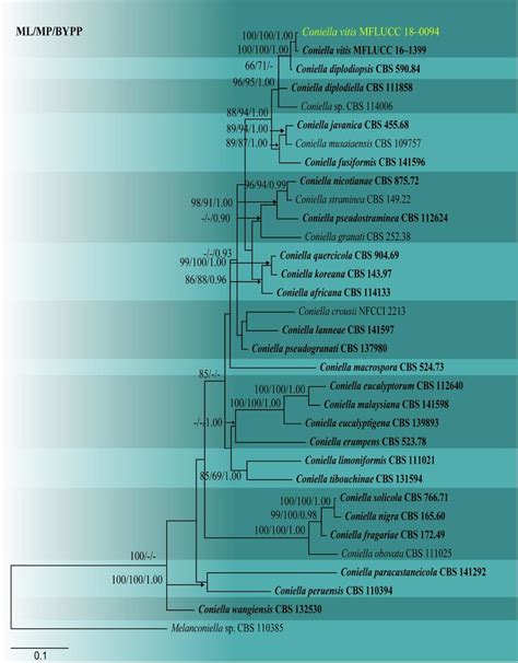 Phylogram Generated From Maximum Likelihood Analysis Based On Combined