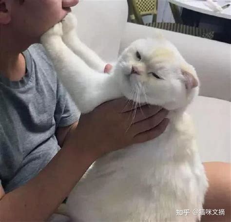 喜欢养猫的人一般都是什么性格 知乎