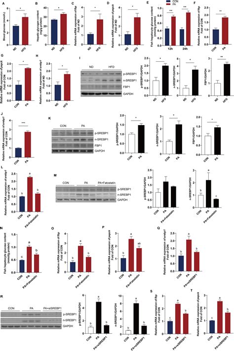 Sterol Regulatory Element Binding Protein 1 A Mediator For High Fat