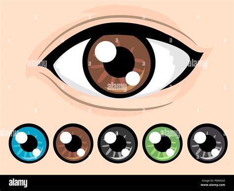 Illustration of a Brown Eye with Different Eye Colors in Blue, Brown ...