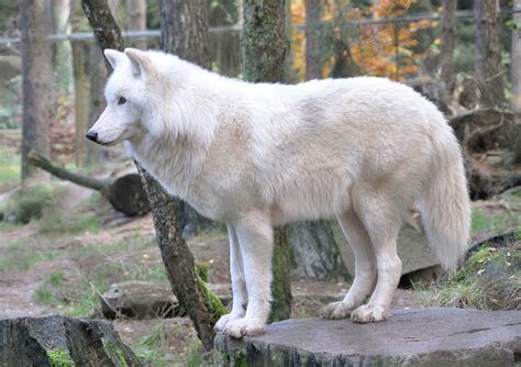 Arctic wolf - Wikipedia