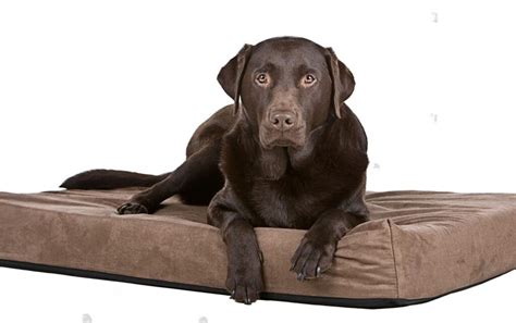 Petsmart Dog Beds Orthopedic - Petsmartgo