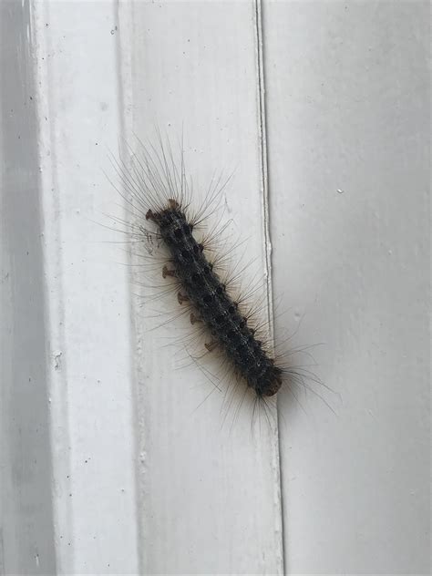 Caterpillar identification? : r/insects