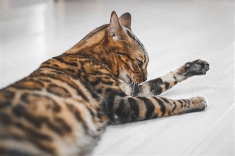 Bengal Cat Breed Characteristics Care