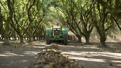 Hazelnut Harvest Could Set New Yield Standard West Coast Nut