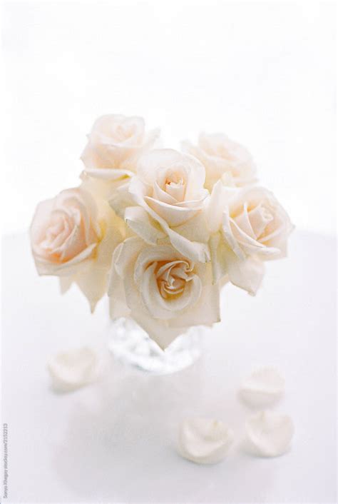 Ivory Roses By Stocksy Contributor Sonya Khegay Stocksy