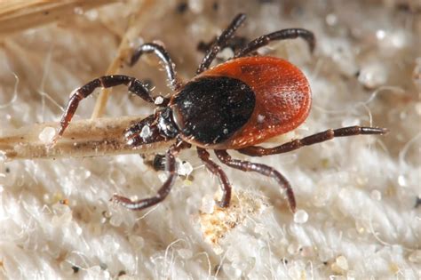 The Rise Of Lyme Disease And Other Tick Borne Illness Vulcan Termite