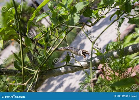 The Snake is Swallowing Prey Stock Image - Image of carnivore, mouth ...