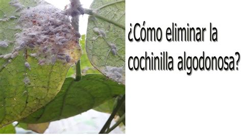 Cómo eliminar a la cochinilla algodonosa de nuestras plantas YouTube