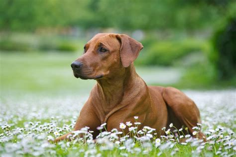 Owalo Design Ridgeback Hunde