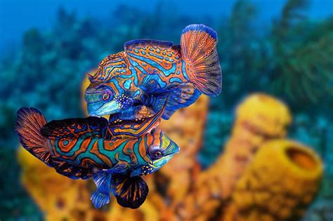 Mandarinfish | Animal World