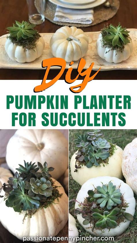 Diy Pumpkin Succulent Planter Easy To Do Too Pumpkin Planter Diy