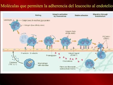 Inflamacion Y Reparacion PPT