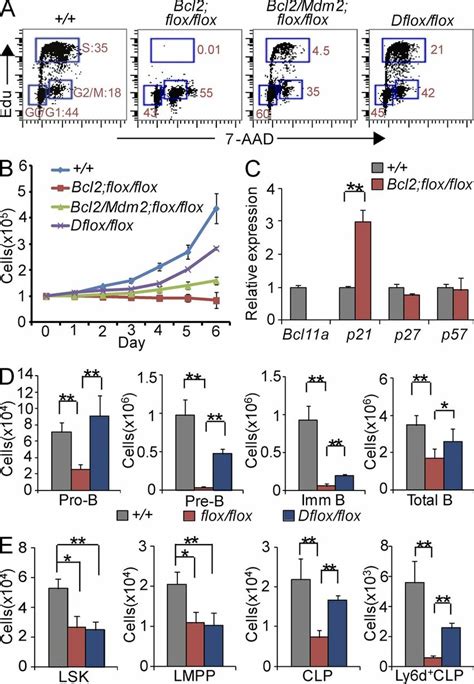 Genetic Interaction Of Bcl11a And P53 In Lymphoid Development A Cell