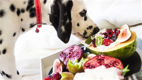 Frutas Deliciosas Que Pueden Comer Los Perritos Petlife