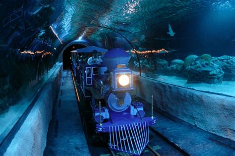 Get An Up-Close Look At Sharks On This Underwater Train Ride In Houston ...