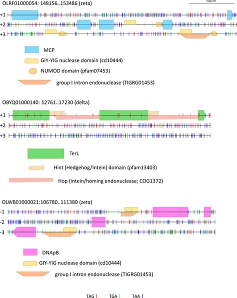 Examples Of Stop Codon Reassignments Intein And Self Splicing Intron