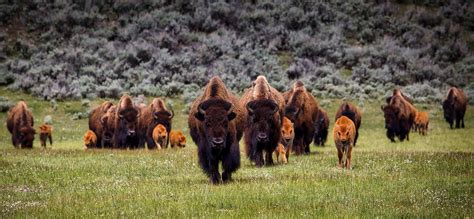 Bison Of Yellowstone National Park Brushbuck Wildlife Tours