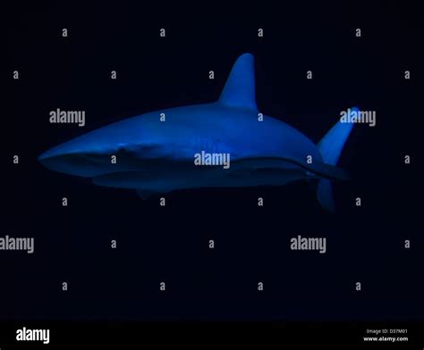 Side view of swimming shark Stock Photo - Alamy