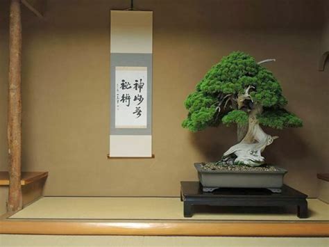 Top 5: Oldest Bonsai trees - Bonsai Empire