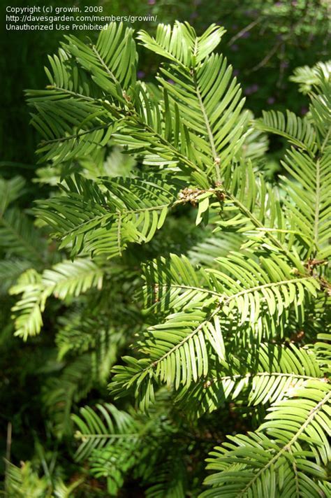 PlantFiles Pictures Japanese Plum Yew Harrington Plum Yew Cow Tail