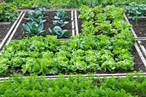 Shade Tolerant Vegetables - Growing Vegetables In A Shady Garden ...