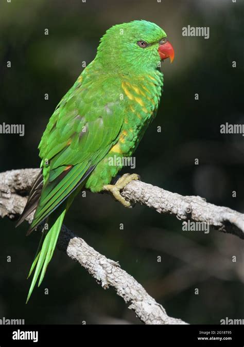 A Portrait Of A Scaly Breasted Lorikeet Trichoglossus Chlorolepidotus